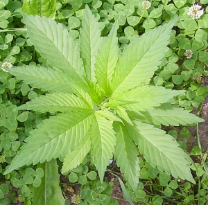 A hemp plant. The cultivation and production of medicinal cannabis was legalized in Australia on February 24 2016 (Hendrike)